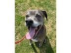 Adopt *GUAVA a Brindle American Pit Bull Terrier / Mixed dog in Camarillo