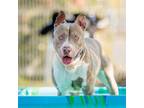 Adopt Bayne (ID# 63285) a Pit Bull Terrier