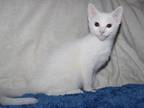 Russian White Female Kitten TICA