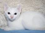 Russian White Male Kitten TICA