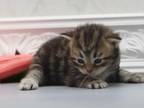 Is A Beautiful Brown Classic Tabby Female Kitten She Is A Very Sweet And Fluffy Little Girl She Has A Beautiful Markings And Is A Show Quality Kitten 