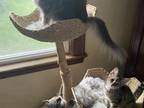PLEASE READ THROUGHLY BEFORE INQUIRING Maine CoonAmerican Shorthair Sibling Pair 1 Classic Brown Tabby Polydactyly Male
1 Torbie Female Looking For Ad