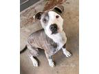 Adopt Bree a Brindle - with White American Pit Bull Terrier / Mixed dog in Simi