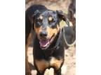 Adopt Funzie a Black - with Tan, Yellow or Fawn Doberman Pinscher / Mixed dog in