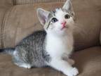 Is A Very Playful And Friendly Kitten Love To Be Around Kids Eating Hard Food Dewormed On Dates Ready To Meet A New Family