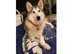 Meet Summer Shes An Young Husky Mix Were Still Getting To Know Her And Will Update Her Bio As We Get To Know Her If Youd Like To Meet Her Please Fill 