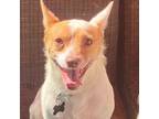 Adopt Woody *Courtesy Post * a Rat Terrier, Cattle Dog