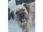 Is 12 Year Old Border Terrierterrier Mix He Is Extremely Sweet And A Little Bit Shy In The Beginning We Are Still Getting To Know Him So Far We Know H