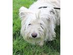 Adopt Snowball 37351 A West Highland White Terrier / Westie