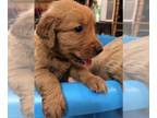 Golden Retriever Puppy For Sale In SANTA ANA California 92701 US
Nickname Duke 
Come To Our House To See Our Beautiful Golden Retriever Puppies
They A