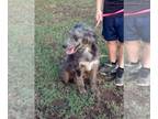 Aussiedoodle PUPPY FOR SALE ADN-441161 - Blue Merle 5 month Female