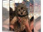 ShihPoo PUPPY FOR SALE ADN-441151 - Gorgeous Scippo female nonshed