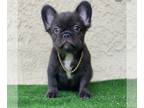 French Bulldog Puppy For Sale In GARDENA California 90248 US
Nickname Chocolate 
AKC Chocolate Fawn Fluffy Female Born 42722
4 Health Panel Clear Ayat