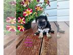 Puppy For Sale In SHIPSHEWANA Indiana 46565 US
Nickname Dina 
This Litter Of Adorably Teeny Tiny  Pups Is Just Waiting For You To Come Scoop Them Up F