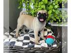 Pug Puppy For Sale In FRANKLIN Indiana 46131 US
Nickname Parker 
We Have A Litter Of Sweet And Social Pug Puppies Ready To Go To Their New Homes They 