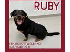 Oh Sweet Ruby Ruby Is A 56 Year Old Female Rottweiler Mix Who Was Adopted From Us As A Much Younger Girl Unfortunately She Was Recently Returned When 