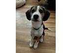 Adopt Raya - Fostered in Omaha a Beagle, Australian Shepherd