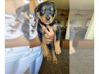 Rottweiler Puppy For Sale In LONG BEACH California 90813 US
Nickname Litter Of 5 
I Have A Litter Of German Rottweiler Puppies That Are Available For 