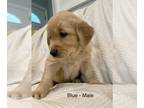 Golden Retriever PUPPY FOR SALE ADN-441465 - AKC Golden Retriever Puppies