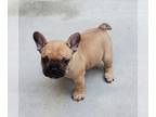 French Bulldog PUPPY FOR SALE ADN-441368 - Frenchie