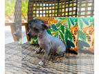 Chinese Crested PUPPY FOR SALE ADN-441425 - Male Chinese Crested Hairless