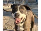 Adopt Sully a Pit Bull Terrier, Border Collie