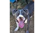 Adopt Distro a Pit Bull Terrier, Mixed Breed