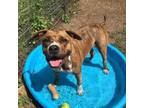 Adopt Nenna a American Staffordshire Terrier