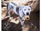 Adopt Ivy a American Staffordshire Terrier