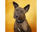 Adopt Chevelle a Mixed Breed