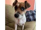 Adopt CURTIS a Jack Russell Terrier
