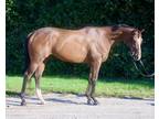 Race broke only needs to be restarted cute bay TB gelding 15316h