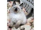 Adopt MOBY - Beautiful, Loving, Soft, Fluffy, Easygoing, 10-Week-Old