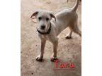 Adopt Tara a Labrador Retriever
