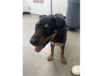 Adopt Fitch a Rottweiler, Mixed Breed