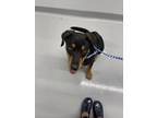 Adopt Abercrombie a Rottweiler, Mixed Breed