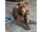 Adopt Marcia a Chocolate Labrador Retriever, Mixed Breed