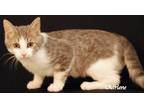 Adopt Chips a Gray, Blue or Silver Tabby Domestic Shorthair (short coat) cat in