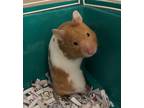 Adopt Deb a Hamster small animal in Lincoln, NE (35542328)