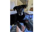 Adopt Phinneas a Black Labrador Retriever / German Shepherd Dog / Mixed dog in
