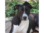 Adopt Zena a Border Collie / Labrador Retriever / Mixed dog in Hartford