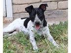Adopt Kitty a Rat Terrier / Terrier (Unknown Type, Small) / Mixed dog in