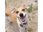 Adopt Sadie a Jack Russell Terrier / Rat Terrier / Mixed dog in Hartford