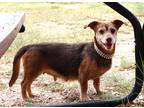 Adopt Annie a Dachshund / Terrier (Unknown Type, Medium) / Mixed dog in