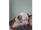 Adopt K a White - with Tan, Yellow or Fawn American Staffordshire Terrier /
