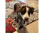 Adopt Ulani a Brown/Chocolate - with White Beagle / Terrier (Unknown Type
