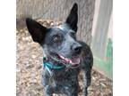 Adopt LILIA a Black Blue Heeler / Australian Cattle Dog / Mixed dog in Pt.