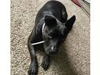 Adopt Ellie a Black American Pit Bull Terrier / Labrador Retriever / Mixed dog