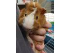 Adopt 56628a Toffee a Tan or Beige Guinea Pig / Guinea Pig / Mixed small animal