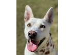 Adopt Nala a White Shepherd (Unknown Type) / Husky / Mixed dog in East Hartford